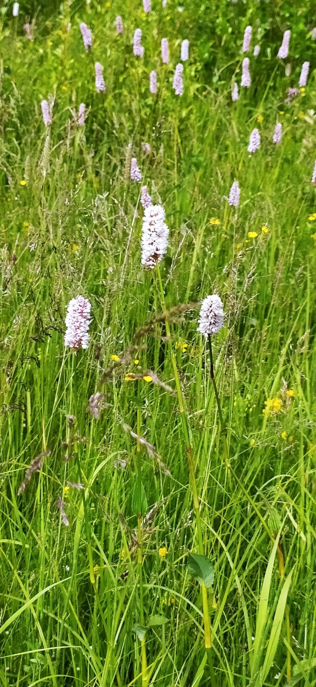 Ein Feld mit hohem Gras und Wildblumen im Vordergrund und Bäumen im Hintergrund, mit Text unten.