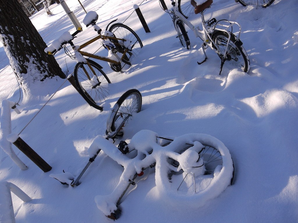 Eine dichte Anordnung von Fahrrädern, die teilweise im Schnee begraben sind, mit einem Baumstamm und einer Straße daneben.