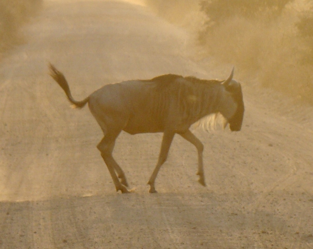 Ein Gnu auf einer Schotterstraße im Wald.
