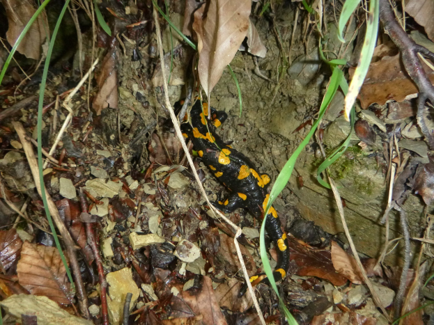 Europ├Ąischer Feuersalamander auf dem Waldboden zwischen trockenen Bl├Ąttern, Zweigen und Pflanzen.