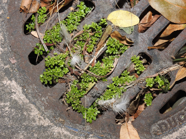 Kleine grüne Pflanzen wachsen aus einer Metallschachttüre, umgeben von trockenen Blättern und Abfall auf dem Boden.