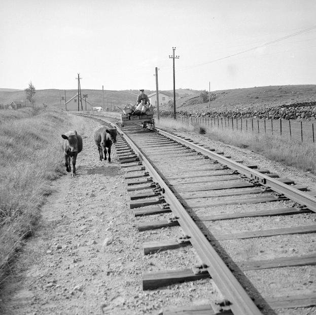 Schwarz-weiß-Foto von zwei Kühen, die auf den Schienen gehen, mit einer Person auf einem Fahrzeug im Vordergrund, Gras und einem Zaun auf beiden Seiten der Schienen und Häusern, Bäumen, Pfählen und dem Himmel im Hintergrund.