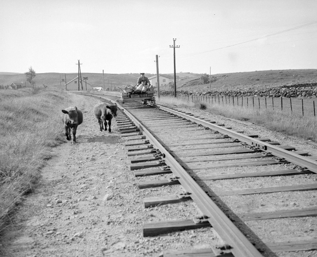 Schwarz-weiß-Foto von zwei Kühen, die auf den Schienen gehen, mit einer Person auf einem Fahrzeug im Vordergrund, Gras und einem Zaun auf beiden Seiten der Schienen und Häusern, Bäumen, Pfählen und dem Himmel im Hintergrund.
