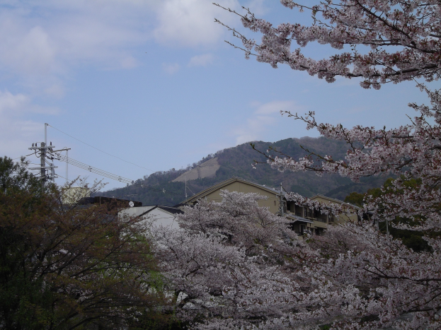 Kirschblüten in voller Blüte säumen eine Straße, mit Bäumen, Gebäuden, Strommasten und Hügeln im Hintergrund unter einem bewölkten Himmel.