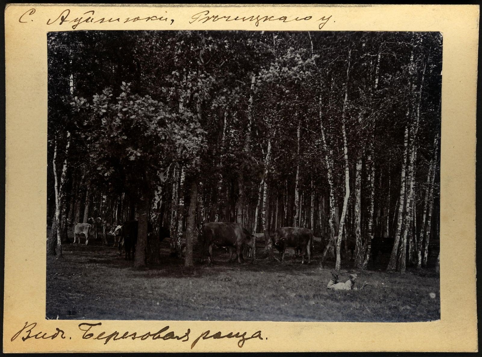 Schwarz-weiß-Foto einer Herde Kühe auf einer bewaldeten Fläche mit Bäumen und Text unten.