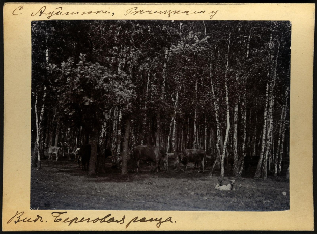 Schwarz-weiß-Foto einer Herde Kühe auf einer bewaldeten Fläche mit Bäumen und Text unten.