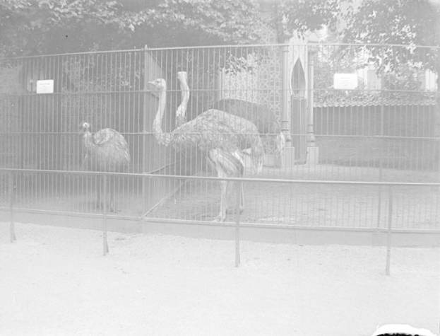 Zwei schwarz-weiße Strauße in einem eingezäunten Zoo-Gehege mit Bäumen im Hintergrund.