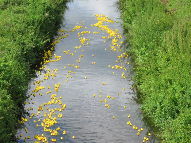 Ein Fluss mit zahlreichen gelben Gummienten, die von dichtem grünem Gras auf beiden Seiten gesäumt sind.