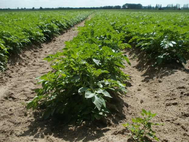 Ein Sojabohnenfeld mit grünen Pflanzen, Bäumen im Hintergrund und einem klaren blauen Himmel.