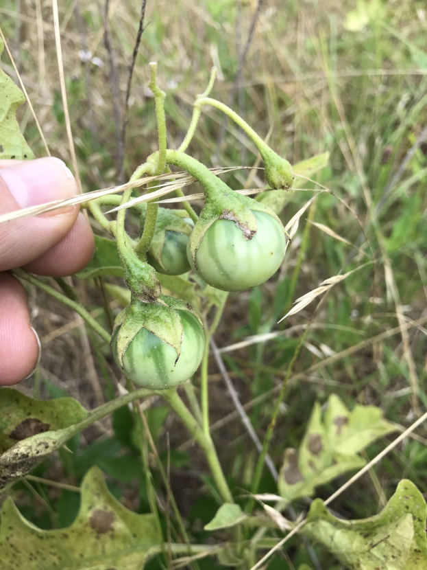 Eine Hand, die einen Bund grüner Tomaten an einer Pflanze hält, mit Schimmel an einigen Tomaten, vor einem Hintergrund aus Pflanzen und Gras.